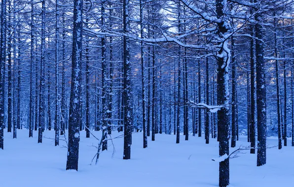 Winter, forest, snow, trees