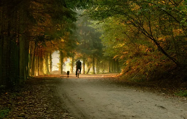Picture road, forest, dogs, mood, walk, guys, bikes