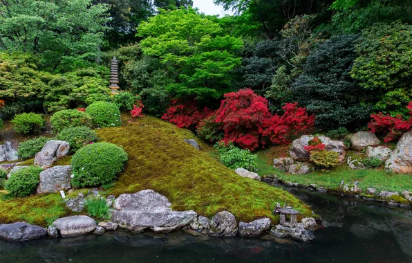 Trees, pond, Park, stones, the bushes