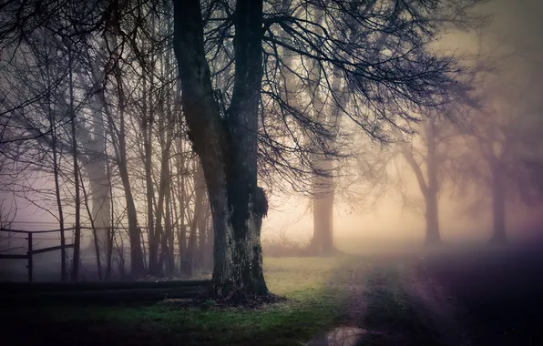 Picture road, nature, fog, tree