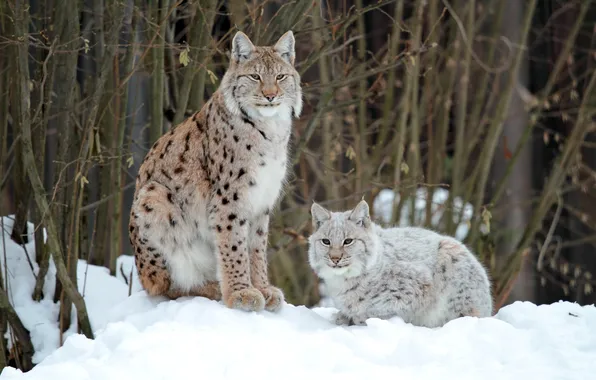 Winter, forest, two, lynx