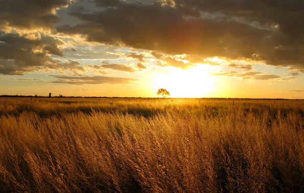 Field, sunset, nature, the evening, Sun, Australia