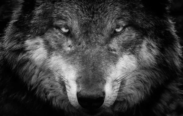 Look, background, wolf, predator