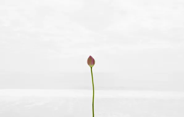 Flowers, nature, background