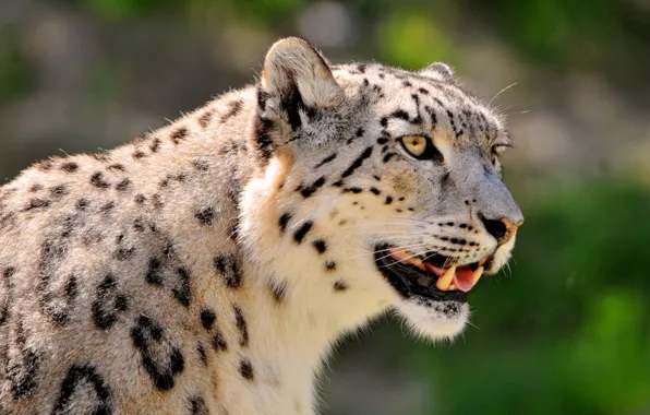 Face, interest, IRBIS, snow leopard, snow leopard, looks, spotted