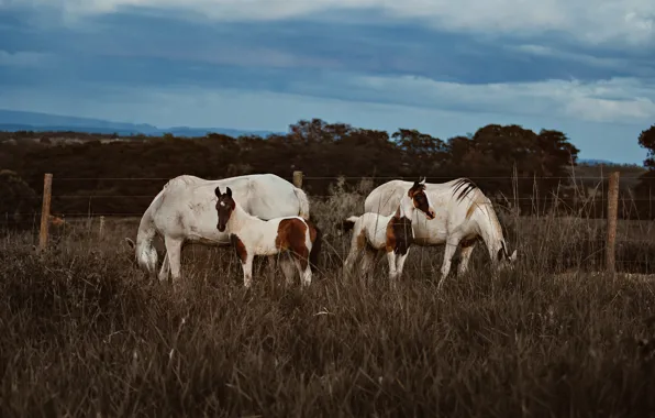 Field, forest, grass, clouds, nature, horse, horse, two