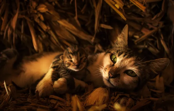 Picture cat, look, face, baby, hay, kitty, mom