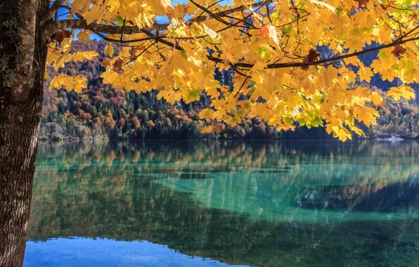 Autumn, forest, leaves, lake, tree, branch