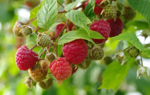 Macro, berries, raspberry, branch