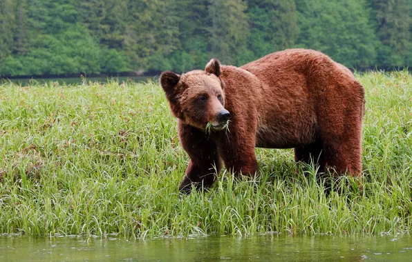 Forest, grass, rain, shore, glade, bear, pond, brown