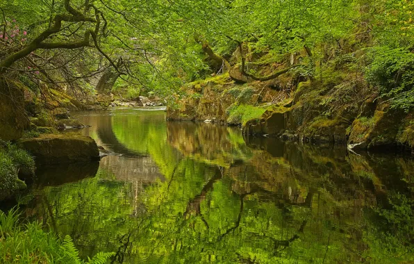 Forest, trees, river, rocks, Wales, Nantmor