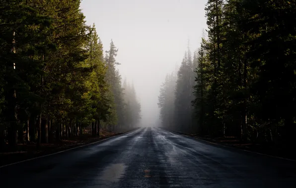 Road, forest, the sky, trees, landscape, nature, fog, track