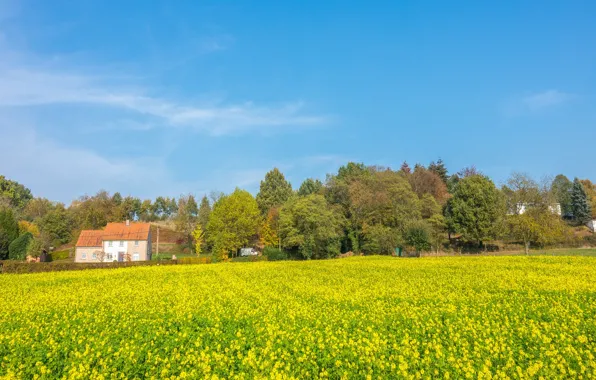 House, rape, rapeseed field