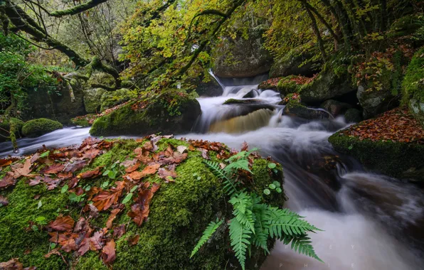 Picture river, stones, moss, stream, tree