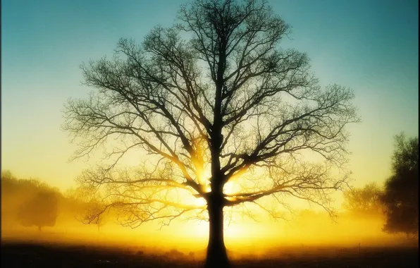The sun, tree, Light, 151