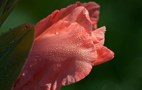Flower, drops, macro, light, orange, petals, gladiolus, green background