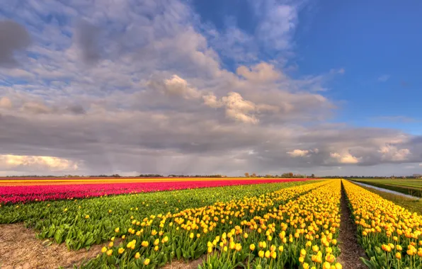 Greens, field, clouds, flowers, nature, blue, beauty, positive