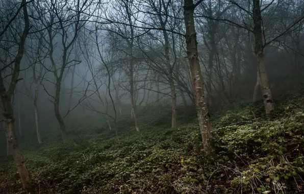 Autumn, forest, trees, branches, fog, foliage, slope, trunk