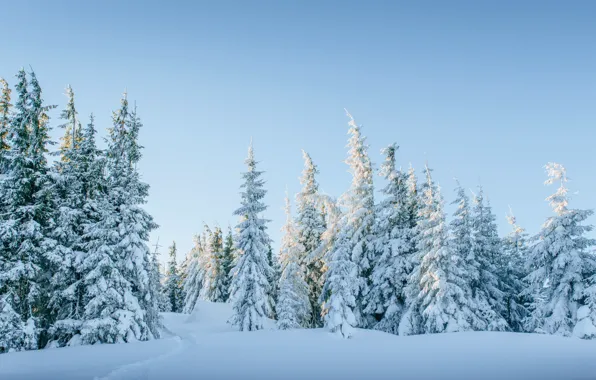 Winter, snow, trees, landscape, tree, forest, landscape, winter