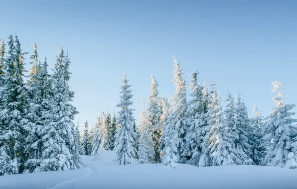 Picture winter, snow, trees, landscape, tree, forest, landscape, winter