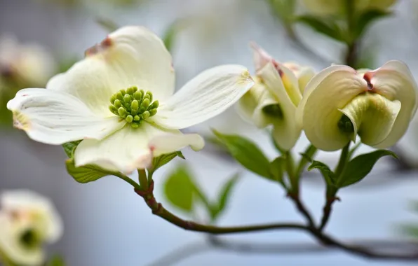 Macro, branch, dogwood