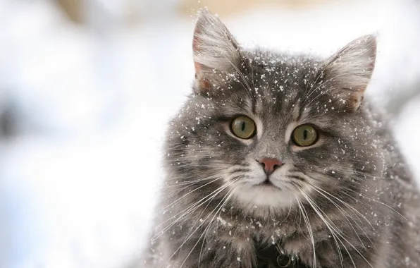 Cat, eyes, cat, snow, pussy, pussy, eyes, cat