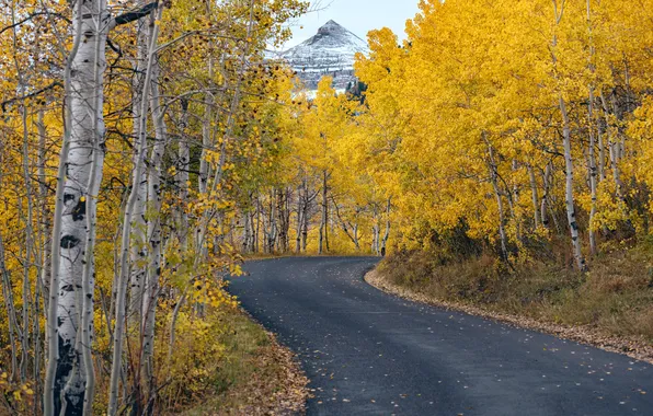 Road, autumn, forest