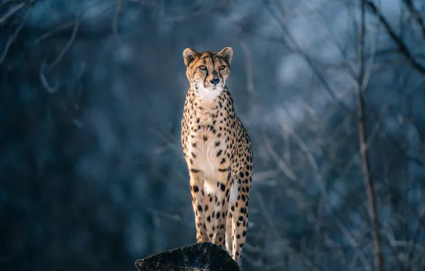 Branches, Cheetah, wild cat, bokeh