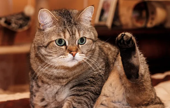 Cat, cat, look, face, pose, grey, background, room