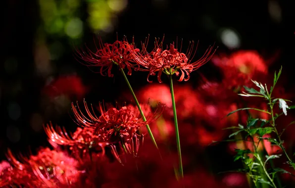 Light, flowers, the dark background, red, bokeh, he lost his parents,, spider Lily