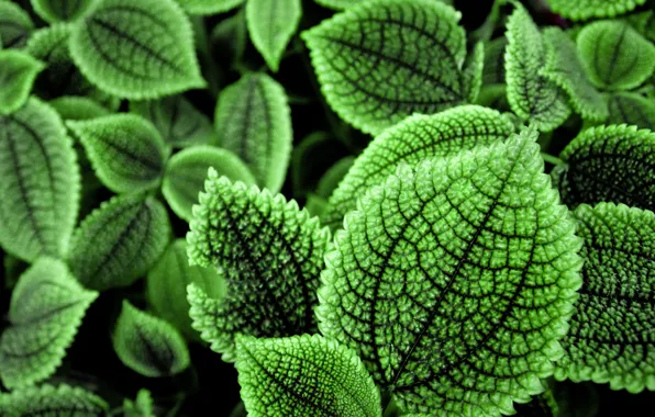 Picture greens, leaves, macro, foliage