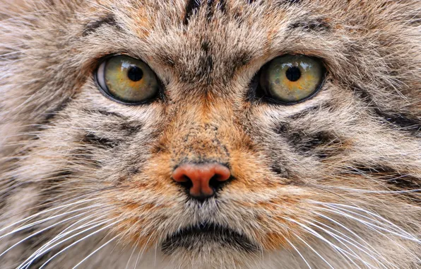 Cat, face, manul