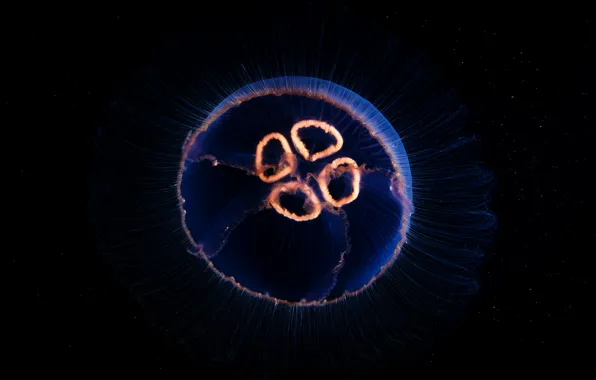 The dark background, Medusa, underwater world, microcosm
