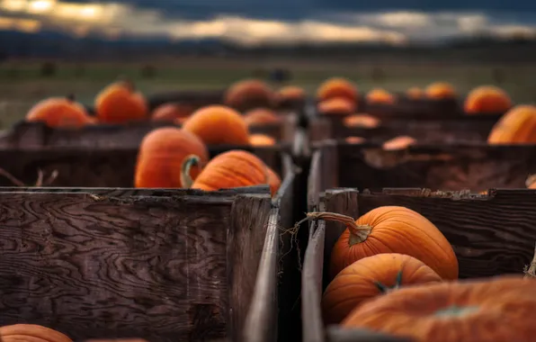 Field, autumn, clouds, nature, harvest, pumpkin, pumpkin, Halloween