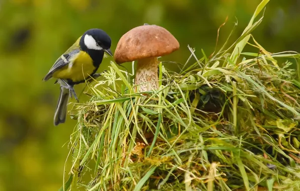 Autumn, birds, nature, tit