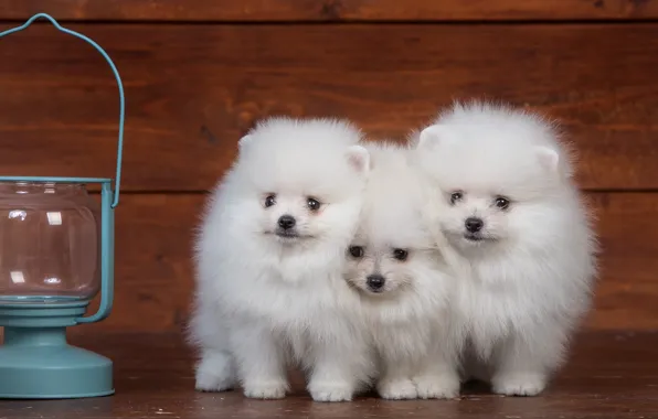 White, lamp, fluffy, trio, Spitz