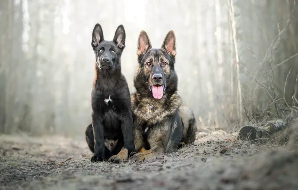 Dogs, background, friends