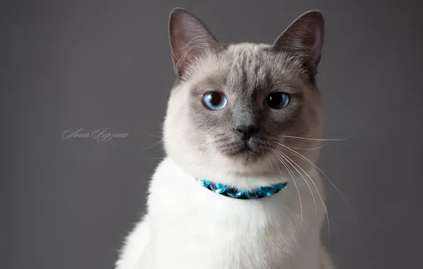 Picture cat, eyes, cat, grey background, Thai cat, the Thai cat