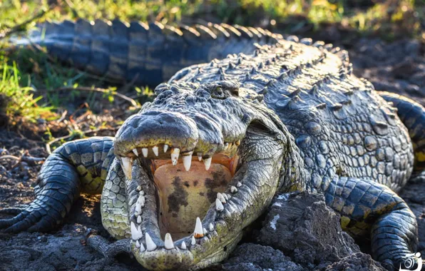 Animals, reptile, teeth, crocodiles, animal themes, animal wildlife
