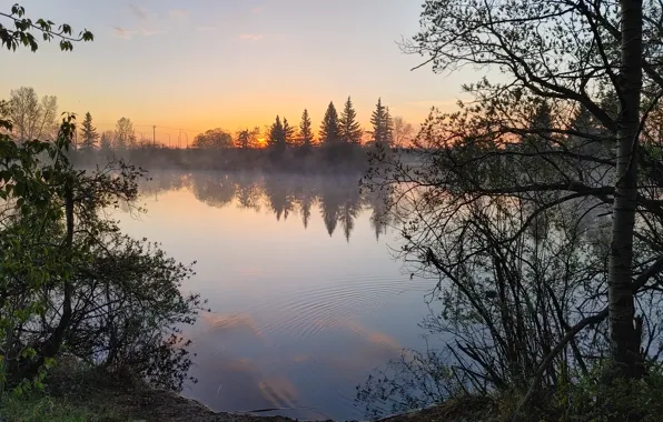 Trees, nature, beautiful, lake, morning, sun, pond, path