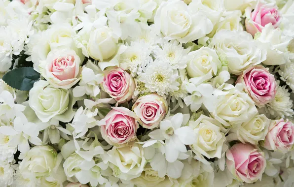 Picture flowers, background, roses, colorful, pink, white, white, buds
