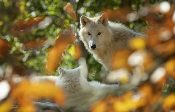 Autumn, white, look, face, leaves, light, nature, glare