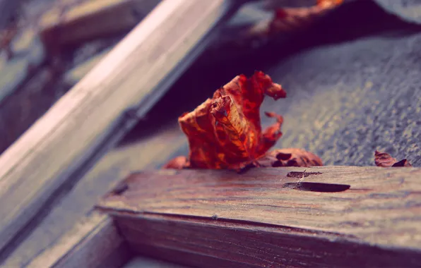 Picture autumn, macro, orange, red, sheet, tree, Board, Xpand