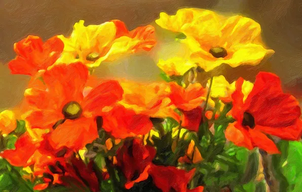 Flowers, yellow, red, Maki, bouquet