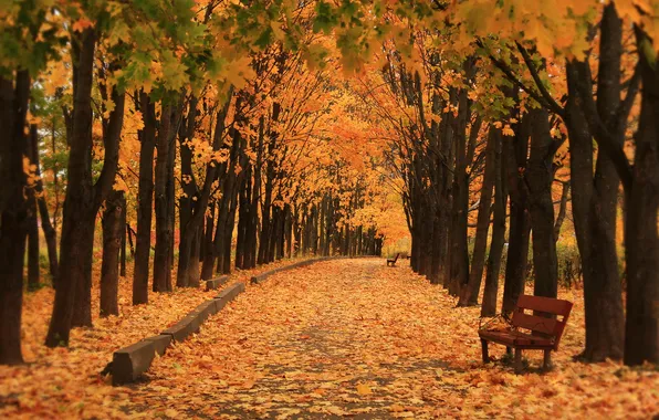 Picture autumn, nature, Park, bench