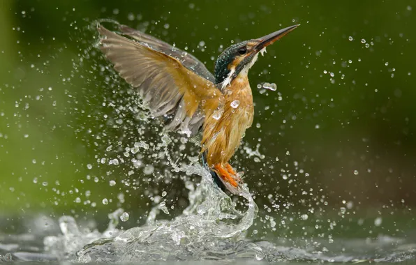 Water, macro, squirt, bird