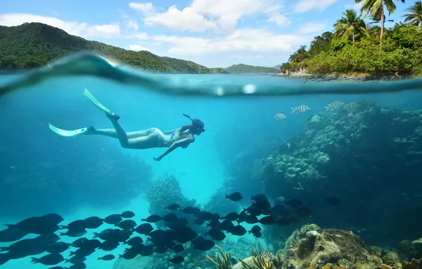 Fish, underwater world, underwater, ocean, fishes, diving, tropical, reef