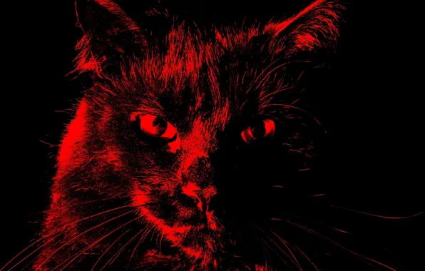 Cat, creative, my world