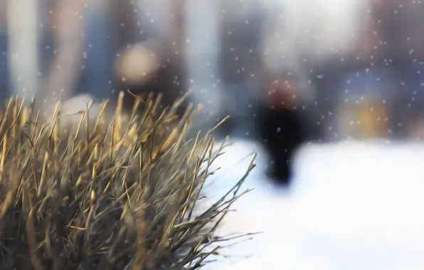 Winter, snow, background, Bush, picture, twigs