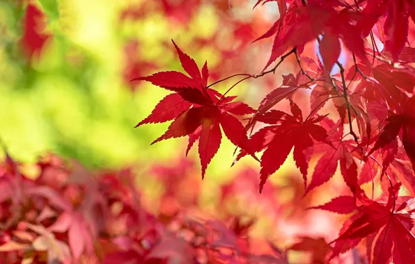 Picture autumn, leaves, branches, red, bokeh, autumn, Japanese maple